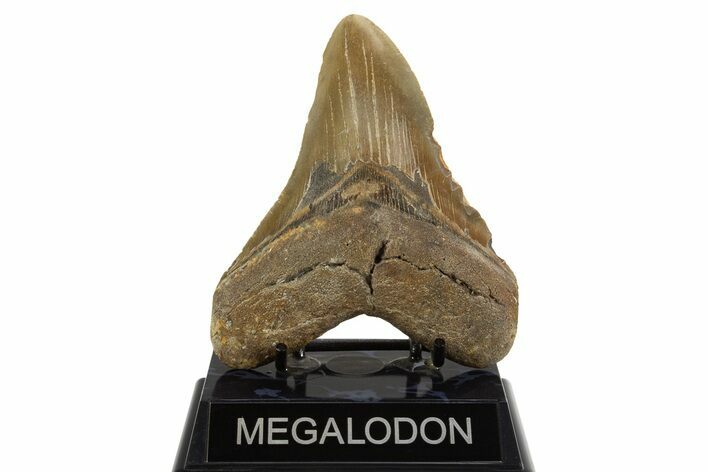 Serrated, Fossil Megalodon Tooth - North Carolina #328442